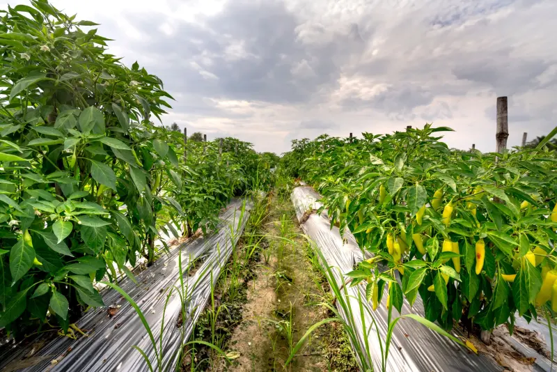 盐城装修用乳胶漆选型指南：环保标准与施工要点解析